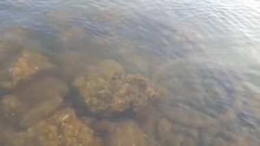 İçinde yosunlu kayalarla sakince hareket eden nehir suyu.