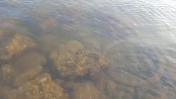 Agua Del Río Que Mueve Con Calma Con Rocas Musgosas — Vídeo de stock