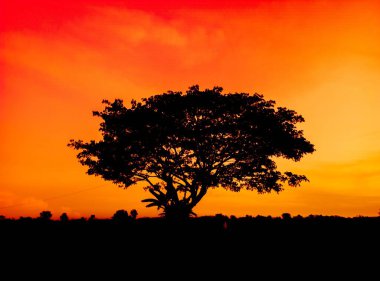 Gün batımında güzel turuncu gökyüzü ve ağaç siluetinin doğal manzarası. Güzel doğa akşam gökyüzü arkaplanı