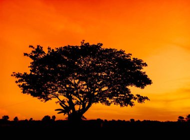 Gün batımında güzel turuncu gökyüzü ve ağaç siluetinin doğal manzarası. Güzel doğa akşam gökyüzü arkaplanı