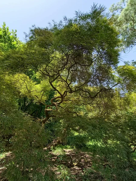 Ninfa Park Perfect Mix Nature Water Flora Fauna Ancient Ruins — Stockfoto