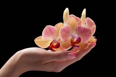 Siyah arka planda orkidesi olan güzel kadın elleri