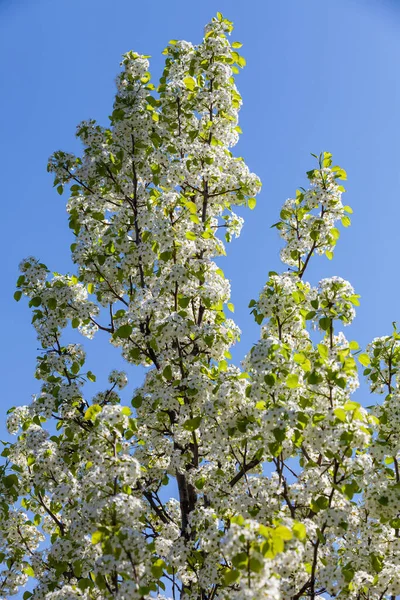 Primer Plano Flor Cerezo Blanco Árbol Sakura Japonés Primavera —  Fotos de Stock