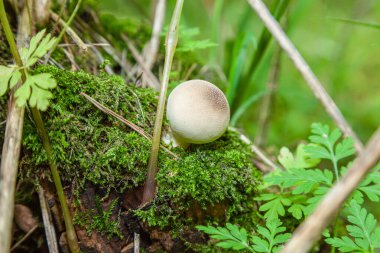 Zailiyskiy Alatau ormanında yalnız Lycoperdon mantarı, Tien Shan, Kazakistan