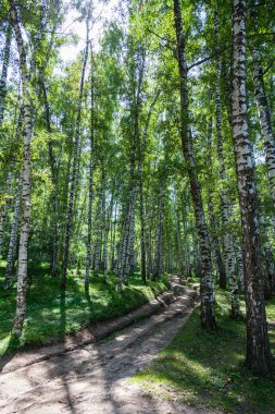 Almaty Ulusal Parkı 'ndaki huş ağacından geçen köy yolu. Ak Kain. Kazakistan. Bahar geldi..
