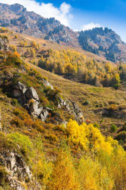 Altın sonbahar karışık ormanı (köknar ağaçları, huş ağaçları, çamlar) Kazakistan 'daki Tien Shan dağ sistemi olan Alatau Dağları' ndaki tepelerde bulunur.
