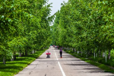 Walk in the park of the first president of Kazakhstan. Birch alley. Road in the alley. Bicycles, scooters