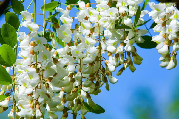 spring tree flowers against the blue sky