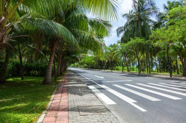 A magnificent road with a pedestrian crossing among luxurious palm trees. China, Hainan