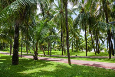 Walking and cycling paths among green palm trees on the ocean. Pacific coast. China, Hainan, Sanya
