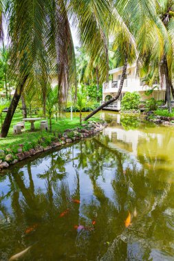 Carp pond on the territory of a five-star hotel framed by green lawns and beautiful palm trees. China, Hainan, Pacific coast