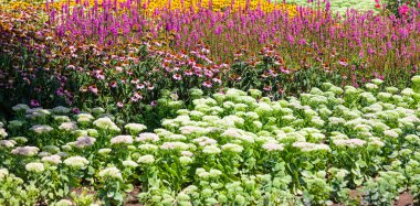 Wildflowers in the park of the city of Almaty