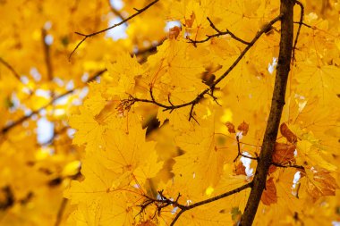 Golden autumn, a lone maple tree in the botanical garden of Almaty, close-up