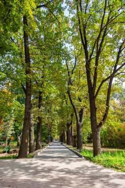 Beautiful oak alley in the botanical garden of Almaty, Asia, Kazakhstan