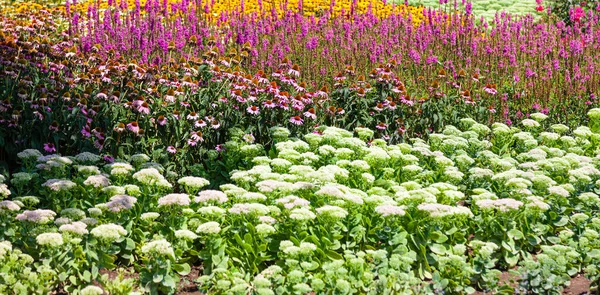 Wildflowers in the park of the city of Almaty