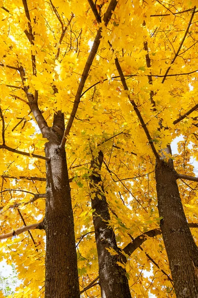 Three maples stretching towards the sun in the botanical garden of Almaty