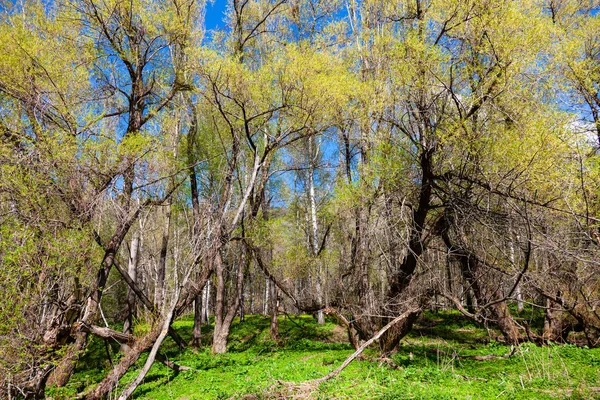 Curved crooked trees in the park against the blue sky, Asia, Kazakhstan, Almaty