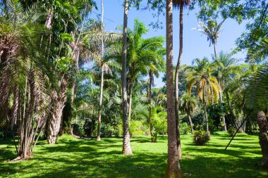 Magnificent palm grove in the garden of Kandy on the tropical island of Sri Lanka. Asia, vacation time