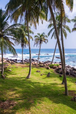 Beautiful green palm trees with coconuts on the shores of the Indian Ocean. View from the lighthouse in Dondra. White foam from ocean waves. Vertical frame. Meadow. Overall plan