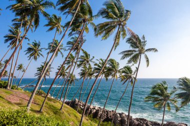 Tilted green palm trees with coconuts on the shore of the Indian Ocean. Asia. Sri Lanka. Mirissa. Blue sky