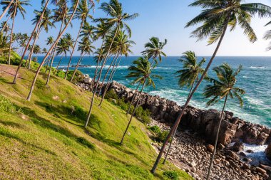 Tilted green palm trees with coconuts on the shore of the Indian Ocean. Asia. Sri Lanka