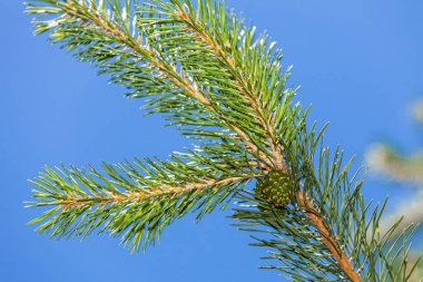 Spring green spruce with young cones, close-up, macro, park