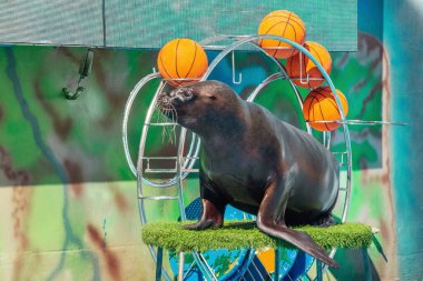 Portrait of a sea lion with balls