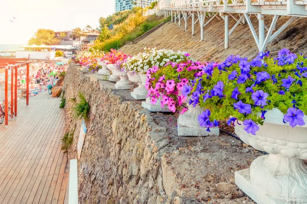 Odessa, Ukraine - August 14, 2021: Flowerpots with beautiful flowers in the park on the beach in the city of Odessa. Ukraine