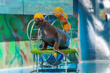 Portrait of a sea lion with hoops