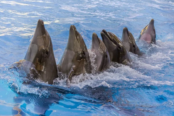 一群海豚在清澈的蓝水中游泳 后续行动 — 图库照片
