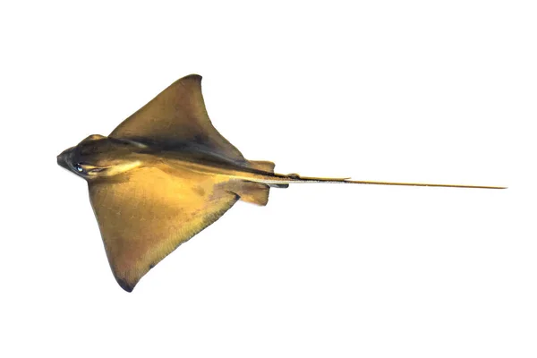 Myliobatiformes Uma Das Quatro Ordens Batoides Peixes Relacionados Com Tubarões — Fotografia de Stock