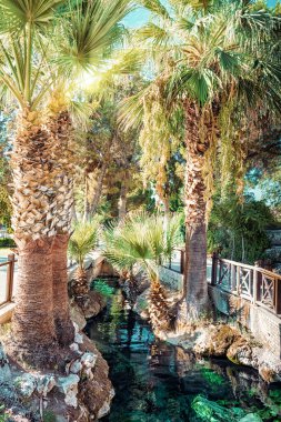 Palmiye ağaçları arasındaki parkta akarsu