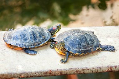 Tahtada dinlenen kırmızı kulaklı sürgülü kaplumbağalar kameraya poz veriyorlar.