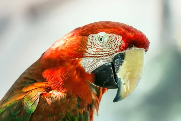 Ara Macaws 금강앵무 Macaw 녹색으로 도알려져 — 스톡 사진