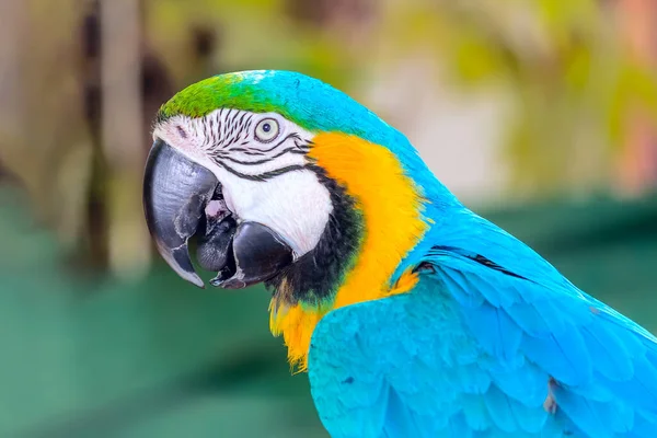 Ara Macaws 금강앵무 Macaw 녹색으로 도알려져 — 스톡 사진