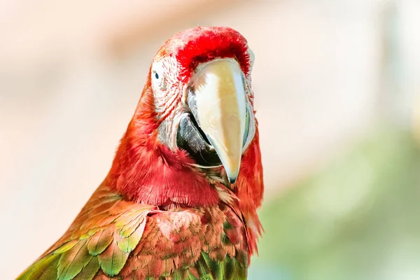 Ara Género Guacamayos Guacamayo Alas Verdes También Conocido Como Rojo —  Fotos de Stock