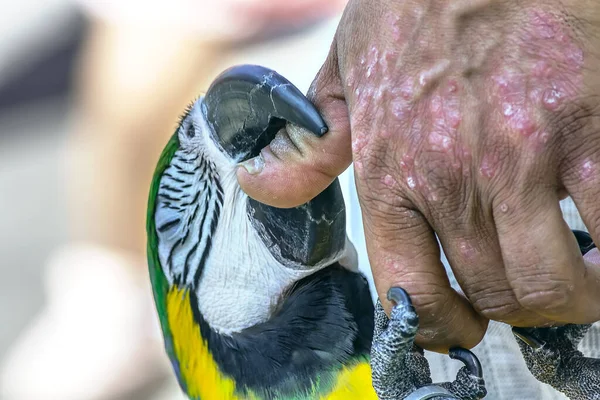 Ara 금강앵무 Macaws 속으로 금강앵무 Red Green 도알려져 있으며 조류는 — 스톡 사진