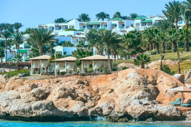 Tropik sahilde palmiye ağaçları