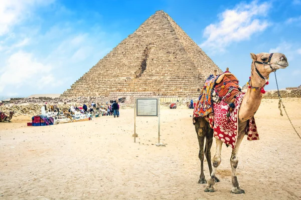 Dromedary Deve Giza Platosu Ndaki Menkaure Piramidinin Önünde Duruyor — Stok fotoğraf
