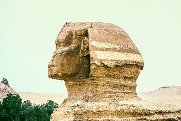 Nahaufnahme Der Großen Sphinx Von Gizeh Kairo Profilansicht — Stockfoto