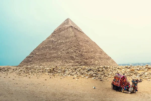 Wielbłąd Leży Przed Piramidami Płyty Giza Piramida Menkaure Khafre Cheops — Zdjęcie stockowe