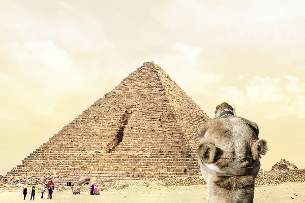 Giza Platosu Ndaki Menkaure Piramidi Nin Önünde Deve Gezgini Deveden — Stok fotoğraf