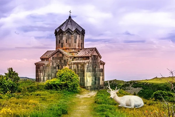 Cervo Branco Pousio Dama Dama Por Amberd Igreja Armênia — Fotografia de Stock