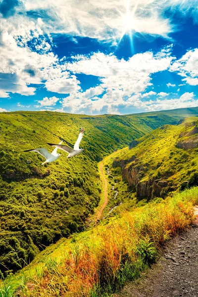 Couple Birds Flying Canyon Armenia Toned — Stockfoto