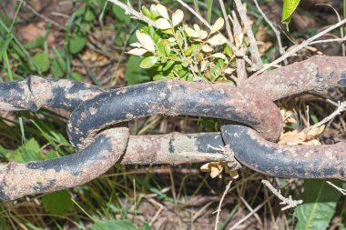 Rusty chain close up on the grass