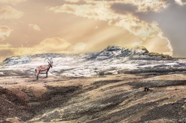 Doğal ortamında dağ keçisi (Capra dağ keçisi) portresi