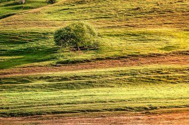 Çimen tarlasında yalnız ağaç