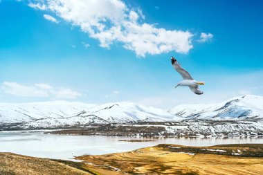Ön plandaki martı, Ermenistan 'ın dağlık arazisi olan Spandaryan rezervuarının üzerinde uçar..