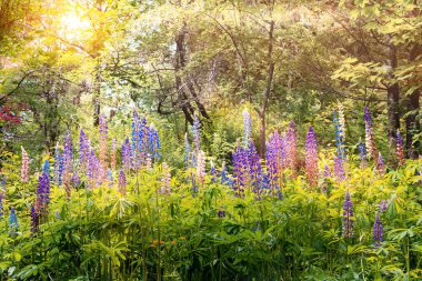 Blooming Lupine flowers - Lupinus polyphyllus in a beautiful alley in the dendropark (arboretum). Stepanavan. Armenia