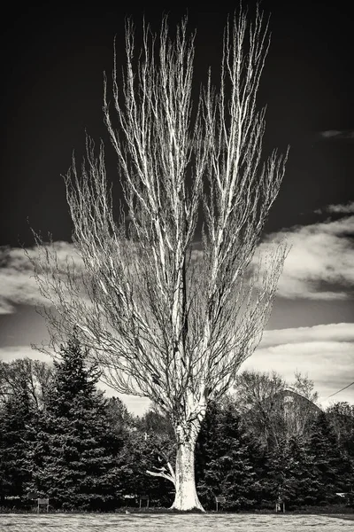 Contrast Grayscale Tree Image Park — Zdjęcie stockowe